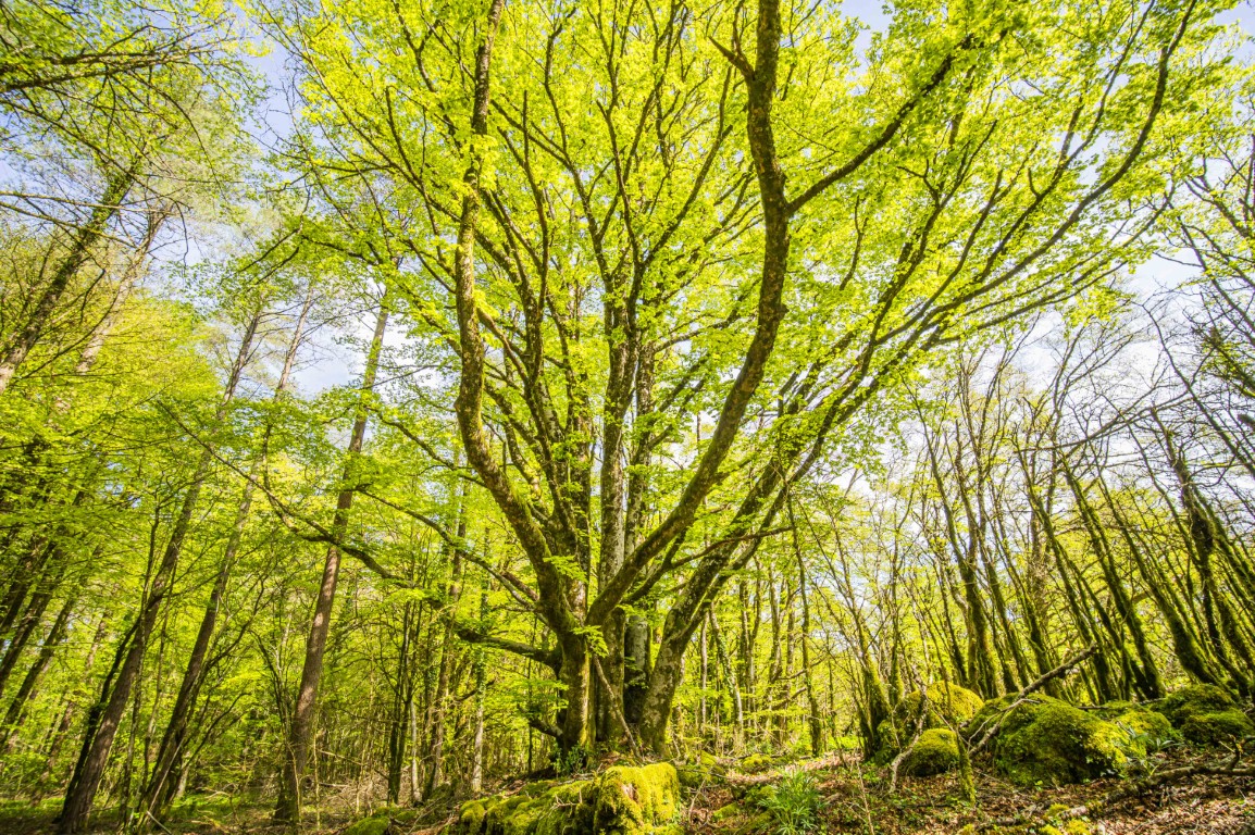 Les bains de forêt